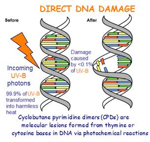 Direct DNA damage by UV-B