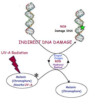 Indirect DNA damage