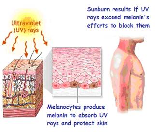 melanocytes absorb uv rays