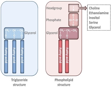 Drawing triglyceride vs. pholpholipid forms