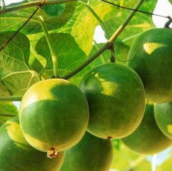 Luo Han Guo (Monk Fruit) – A natural non-nutritive sweetener (NNS)