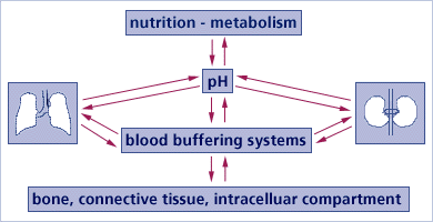 3 main acid-alkaline buffering systems in the body