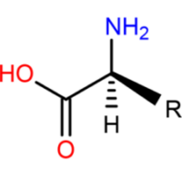chemical structure of an amino acid
