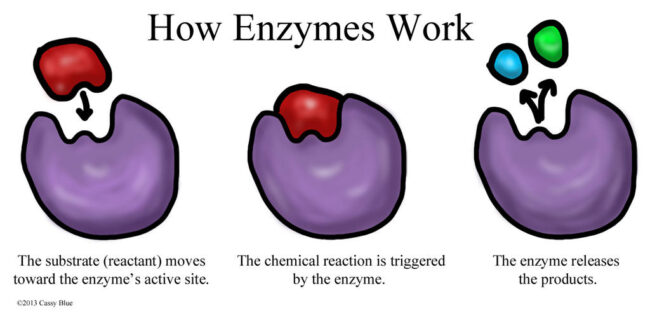 Enzymes – Make it happen!