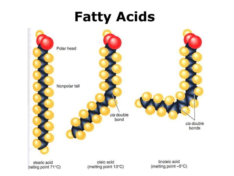 Meet the fat families