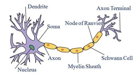 Neuron