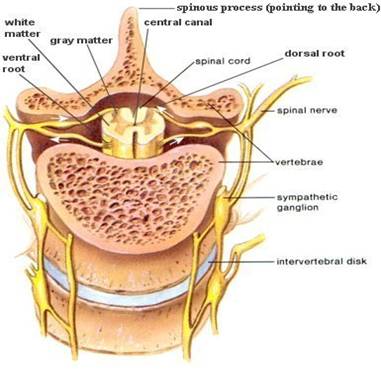 peripheral spinal nerves