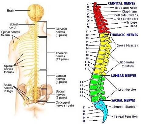 map of spine nerves