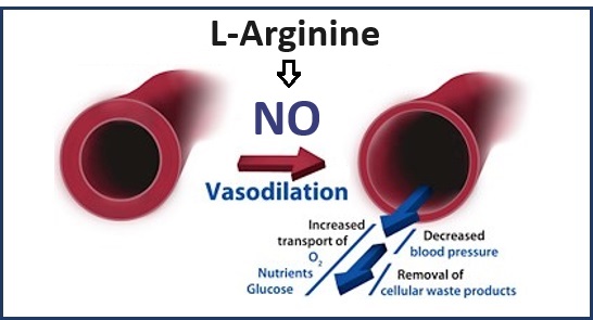 L-Arginine – Precursor to blood vessel dilator nitric oxide (NO)