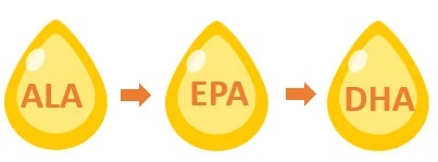 Can we convert O3 ALA to EPA / DHA?