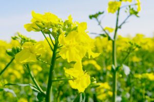 Canola oil – mostly refined and genetically modified