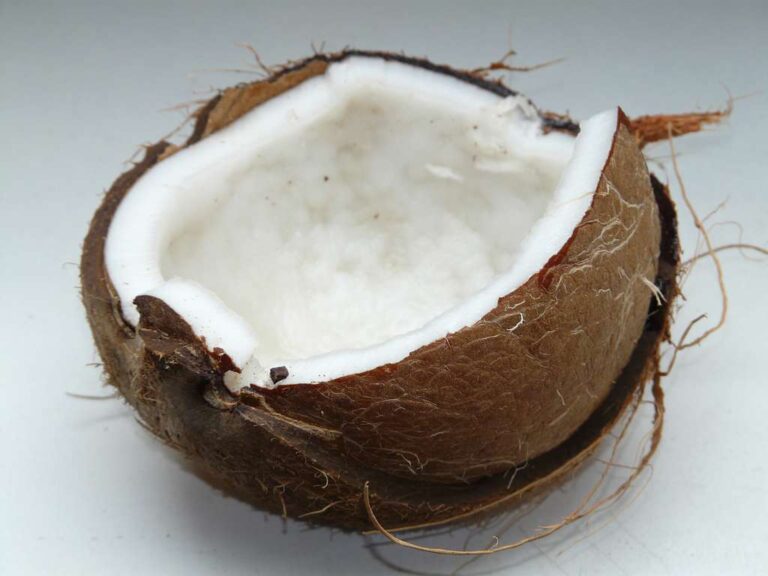 Coconut oil – The healing oil