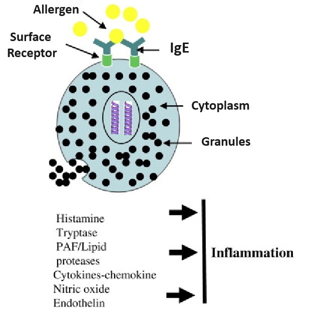 mast cell