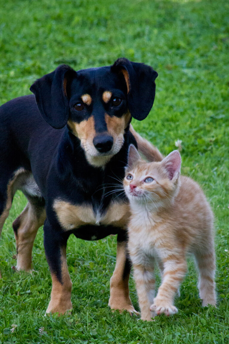 Parasite cleanses for pets