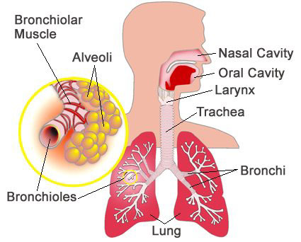 Nebulizing iodine clears lung infections