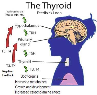 Thyroid Hormone Production