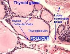 Thyroid Hormone Production in Detail