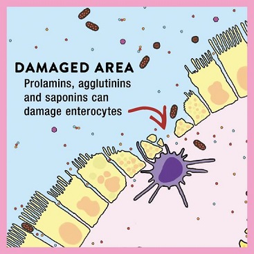 Harmful food lectins <span class="hdg-smaller">(prolamin and agglutinin in grains, legumes, nuts, seeds) </span>need to be properly prepared