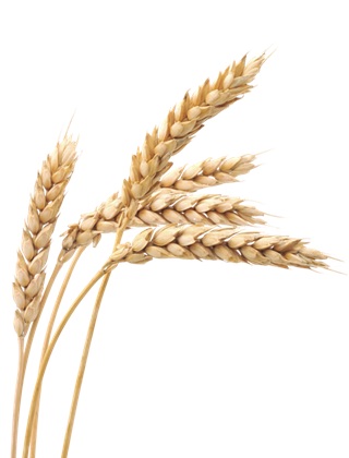 Different types of grains