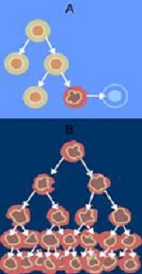 Why does a cell turn cancerous?