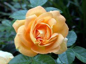 Cancer – Far from a death sentence!