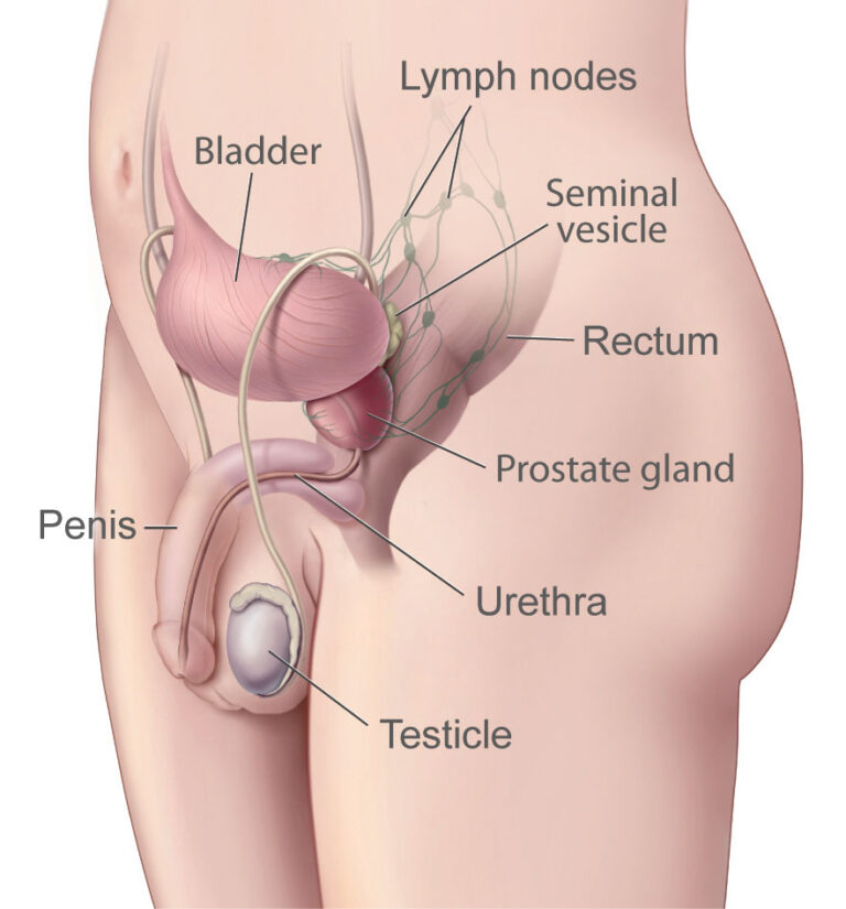 Prostate Gland 101