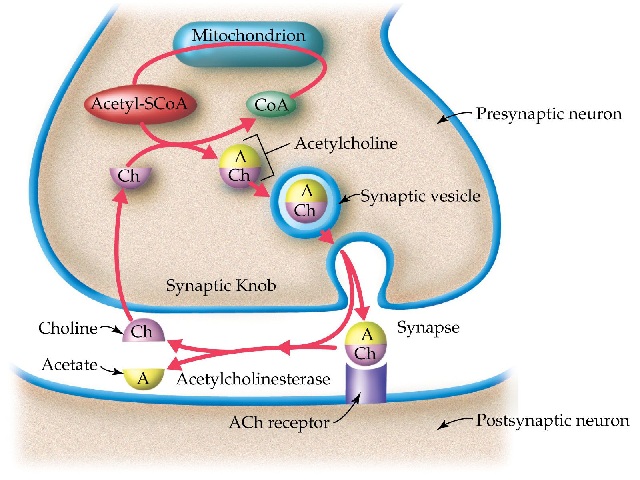<span class="ACETYLCHOLINE">Acetylcholine (Ach)</span><span class="hdg-smaller"> –  Movement, memory, learning neurotransmitter</span> – [Cloned #60543]