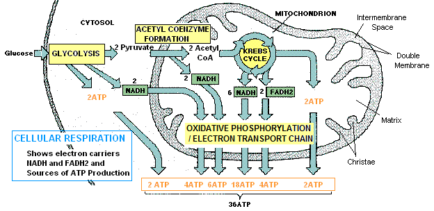 Cellular Respiration