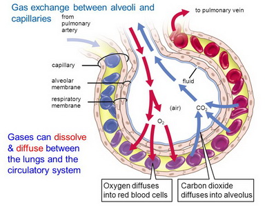Lungs 101