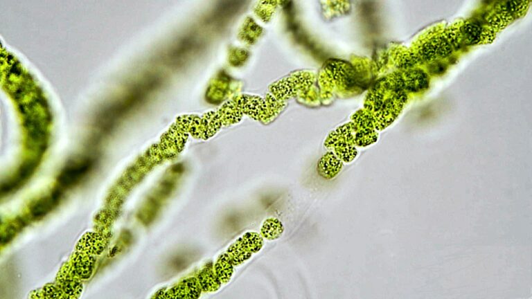 Cyanobacteria