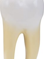 tooth